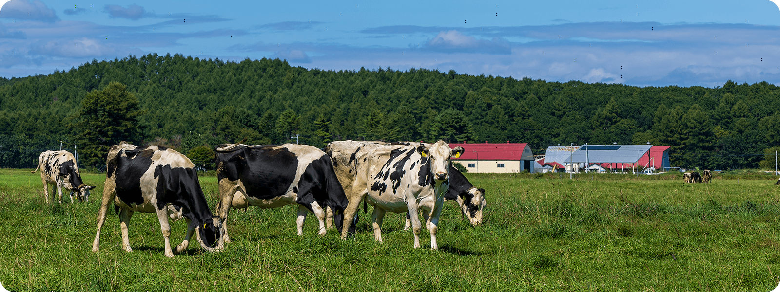 牧場の風景写真
